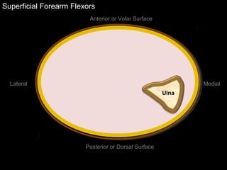 Superficial Forearm Flexors
Anterior or Volar Surface
Posterior or Dorsal Surface
Lateral Medial
Ulna
 
