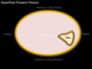 Superficial Forearm Flexors
Anterior or Volar Surface
Posterior or Dorsal Surface
Lateral Medial
Ulna
 