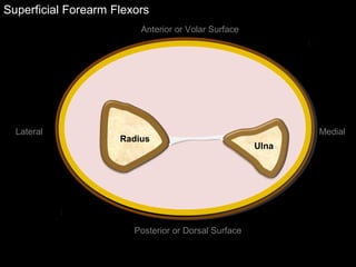 Superficial Forearm Flexors
Anterior or Volar Surface
Posterior or Dorsal Surface
Lateral Medial
Ulna
Radius
 