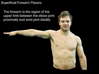 Superficial Forearm Flexors
The forearm is the region of the
upper limb between the elbow joint
proximally and wrist joint distally
 