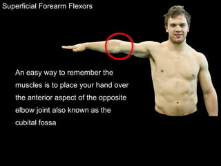 Superficial Forearm Flexors
An easy way to remember the
muscles is to place your hand over
the anterior aspect of the opposite
elbow joint also known as the
cubital fossa
 