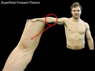 Superficial Forearm Flexors
 