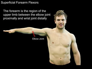 Superficial Forearm Flexors
The forearm is the region of the
upper limb between the elbow joint
proximally and wrist joint distally
Elbow Joint
 