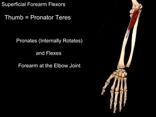 Superficial Forearm Flexors
Pronates (Internally Rotates)
and Flexes
Forearm at the Elbow Joint
Thumb = Pronator Teres
 