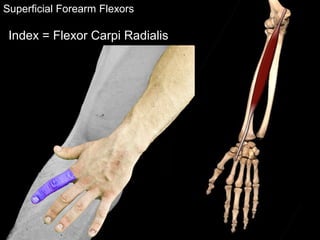Superficial Forearm Flexors
Index = Flexor Carpi Radialis
 