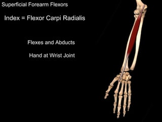 Flexes and Abducts
Hand at Wrist Joint
Superficial Forearm Flexors
Index = Flexor Carpi Radialis
 