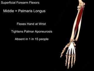 Flexes Hand at Wrist
Tightens Palmar Aponeurosis
Absent in 1 in 15 people
Superficial Forearm Flexors
Middle = Palmaris Longus
 