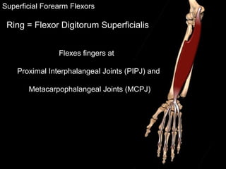 Superficial Forearm Flexors
Ring = Flexor Digitorum Superficialis
Flexes fingers at
Proximal Interphalangeal Joints (PIPJ) and
Metacarpophalangeal Joints (MCPJ)
 