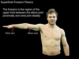 Superficial Forearm Flexors
The forearm is the region of the
upper limb between the elbow joint
proximally and wrist joint distally
Elbow JointWrist Joint
 