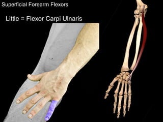Superficial Forearm Flexors
Little = Flexor Carpi Ulnaris
 