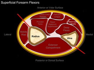Superficial Forearm Flexors
Ulna
Radius
Extensor
Compartment
Mobile
Wad
Deep
Flexor
Flexor Carpi
Radialis
Palmaris
Longus
Pronator
Teres
Flexor
Digitorum
Superficialis
Flexor Carpi
Ulnaris
Anterior or Volar Surface
Posterior or Dorsal Surface
Lateral Medial
 
