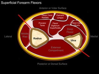 Superficial Forearm Flexors
Ulna
Radius
Extensor
Compartment
Mobile
Wad
Deep
Flexor
Flexor Carpi
Radialis
Palmaris
Longus
Pronator
Teres
Flexor
Digitorum
Superficialis
Flexor Carpi
Ulnaris
Anterior or Volar Surface
Posterior or Dorsal Surface
Lateral Medial
 