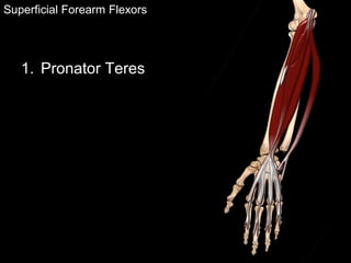 Superficial Forearm Flexors
1. Pronator Teres
 