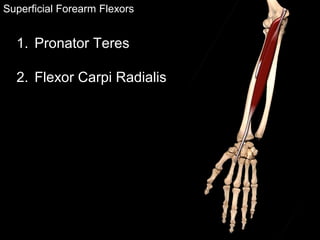 Superficial Forearm Flexors
1. Pronator Teres
2. Flexor Carpi Radialis
 