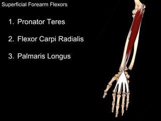 Superficial Forearm Flexors
1. Pronator Teres
2. Flexor Carpi Radialis
3. Palmaris Longus
 