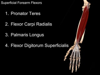 Superficial Forearm Flexors
1. Pronator Teres
2. Flexor Carpi Radialis
3. Palmaris Longus
4. Flexor Digitorum Superficialis
 