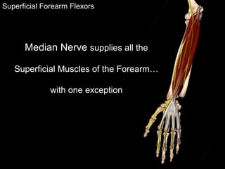 Superficial Forearm Flexors
Median Nerve supplies all the
Superficial Muscles of the Forearm…
with one exception
 