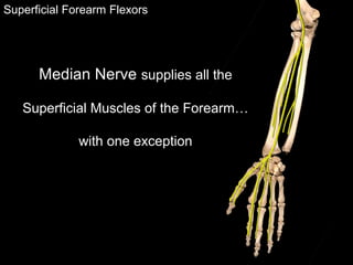 Superficial Forearm Flexors
Median Nerve supplies all the
Superficial Muscles of the Forearm…
with one exception
 