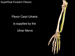 Superficial Forearm Flexors
Flexor Carpi Ulnaris
is supplied by the
Ulnar Nerve
 