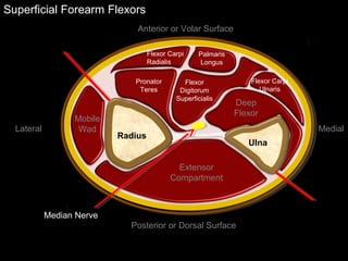 Superficial Forearm Flexors
Ulna
Radius
Extensor
Compartment
Mobile
Wad
Deep
Flexor
Flexor Carpi
Radialis
Palmaris
Longus
Pronator
Teres
Flexor
Digitorum
Superficialis
Flexor Carpi
Ulnaris
Anterior or Volar Surface
Posterior or Dorsal Surface
Lateral Medial
Median Nerve
 