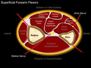 Superficial Forearm Flexors
Ulna
Radius
Extensor
Compartment
Mobile
Wad
Deep
Flexor
Flexor Carpi
Radialis
Palmaris
Longus
Pronator
Teres
Flexor
Digitorum
Superficialis
Anterior or Volar Surface
Posterior or Dorsal Surface
Lateral Medial
Ulnar Nerve
Flexor Carpi
Ulnaris
Median Nerve
 