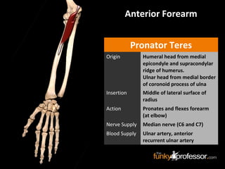 Anterior Forearm
Pronator Teres
Origin Humeral head from medial
epicondyle and supracondylar
ridge of humerus.
Ulnar head from medial border
of coronoid process of ulna
Insertion Middle of lateral surface of
radius
Action Pronates and flexes forearm
(at elbow)
Nerve Supply Median nerve (C6 and C7)
Blood Supply Ulnar artery, anterior
recurrent ulnar artery
 