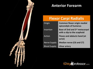 Anterior Forearm
Flexor Carpi Radialis
Origin Common flexor origin medial
epicondyle of humerus
Insertion Base of 2nd and 3rd
metacarpal
with a slip to the scaphoid
Action Flexes and abducts hand (at
wrist)
Nerve Supply Median nerve (C6 and C7)
Blood Supply Ulnar artery
 