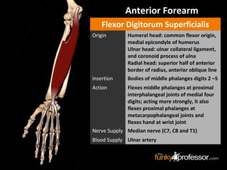 Anterior Forearm
Flexor Digitorum Superficialis
Origin Humeral head: common flexor origin,
medial epicondyle of humerus
Ulnar head: ulnar collateral ligament,
and coronoid process of ulna
Radial head: superior half of anterior
border of radius, anterior oblique line
Insertion Bodies of middle phalanges digits 2 –5
Action Flexes middle phalanges at proximal
interphalangeal joints of medial four
digits; acting more strongly, it also
flexes proximal phalanges at
metacarpophalangeal joints and
flexes hand at wrist joint
Nerve Supply Median nerve (C7, C8 and T1)
Blood Supply Ulnar artery
 