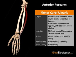 Anterior Forearm
Flexor Carpi Ulnaris
Origin Humeral head: common flexor
origin, medial epicondyle of
humerus
Ulnar head: olecranon and
upper 2/3rds posterior border
of ulna
Insertion Pisiform, hook of hamate, and
5th metacarpal base
Action Flexes and adducts hand (at
wrist)
Nerve Supply Ulnar nerve (C7 and C8)
Blood Supply Ulnar artery
 