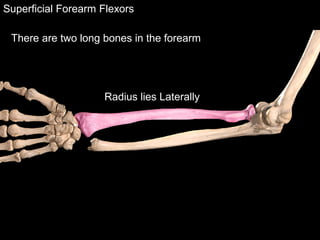 Superficial Forearm Flexors
There are two long bones in the forearm
Radius lies Laterally
 