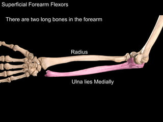 Superficial Forearm Flexors
There are two long bones in the forearm
Radius
Ulna lies Medially
 