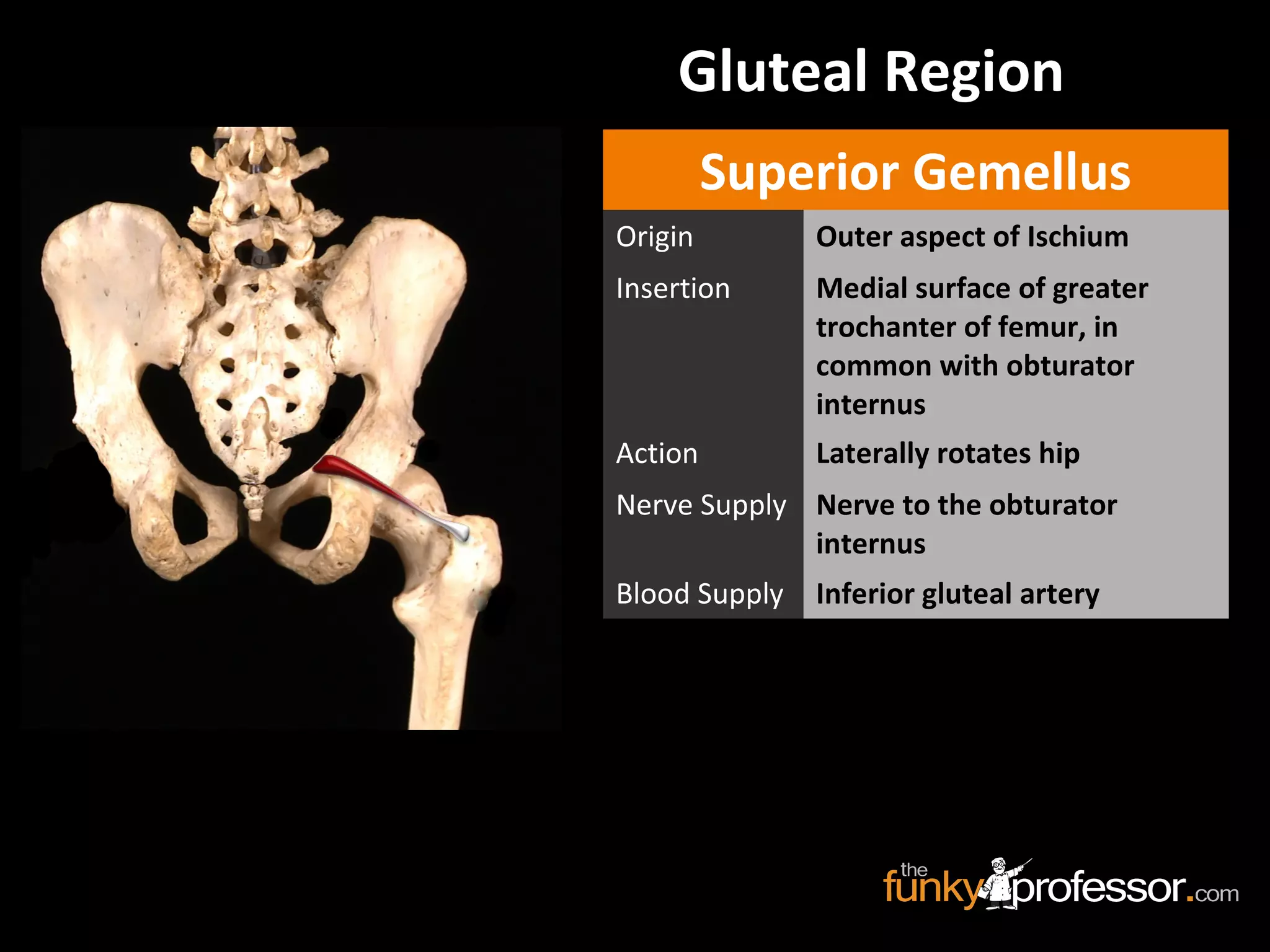 Gluteal Region
Superior Gemellus
Origin Outer aspect of Ischium
Insertion Medial surface of greater
trochanter of femur, in
common with obturator
internus
Action Laterally rotates hip
Nerve Supply Nerve to the obturator
internus
Blood Supply Inferior gluteal artery
 