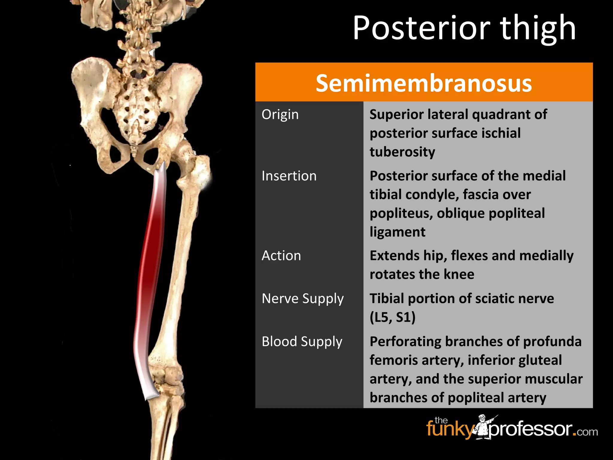 Semimembranosus
Origin Superior lateral quadrant of
posterior surface ischial
tuberosity
Insertion Posterior surface of the medial
tibial condyle, fascia over
popliteus, oblique popliteal
ligament
Action Extends hip, flexes and medially
rotates the knee
Nerve Supply Tibial portion of sciatic nerve
(L5, S1)
Blood Supply Perforating branches of profunda
femoris artery, inferior gluteal
artery, and the superior muscular
branches of popliteal artery
Posterior thigh
 