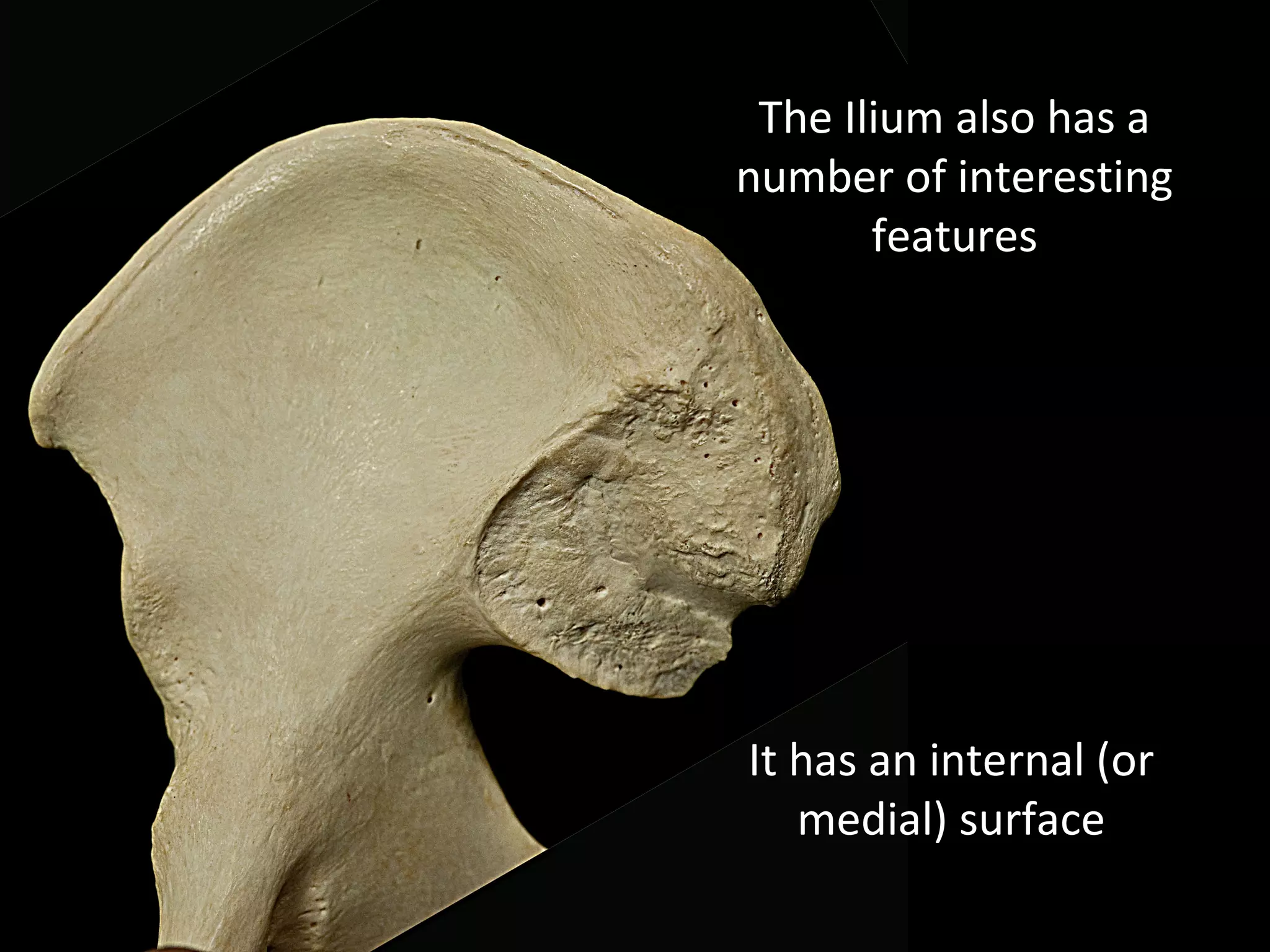 It has an internal (or
medial) surface
The Ilium also has a
number of interesting
features
 