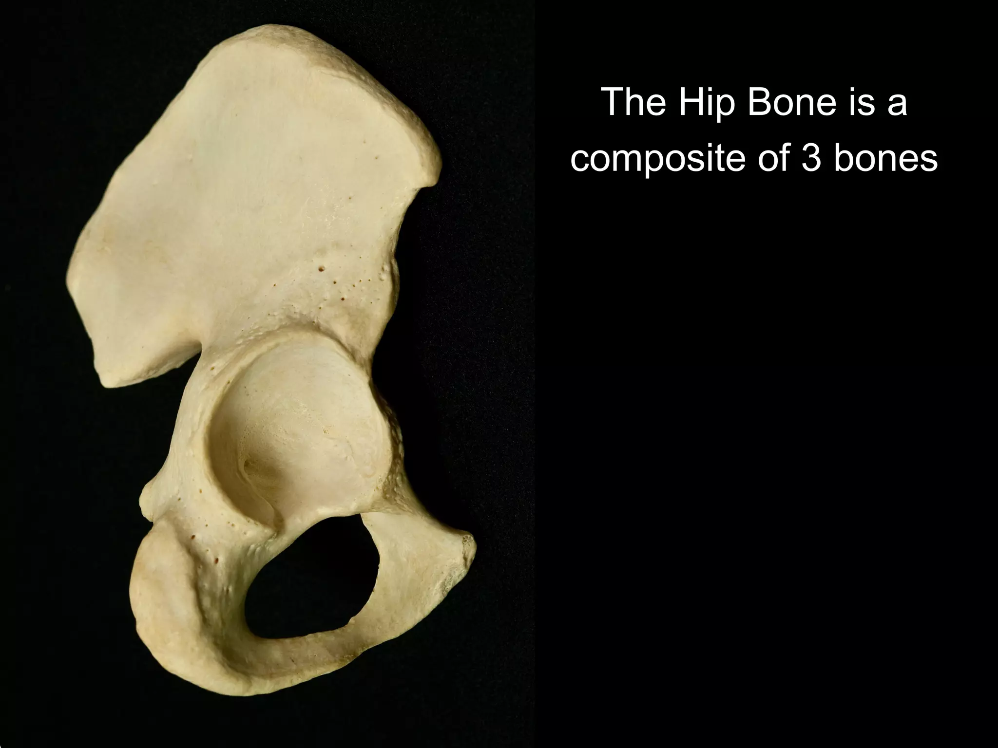 The Hip Bone is a
composite of 3 bones
 