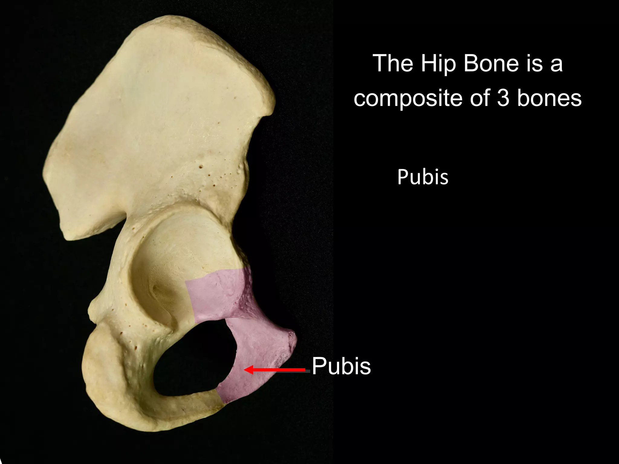 Pubis
The Hip Bone is a
composite of 3 bones
Pubis
 