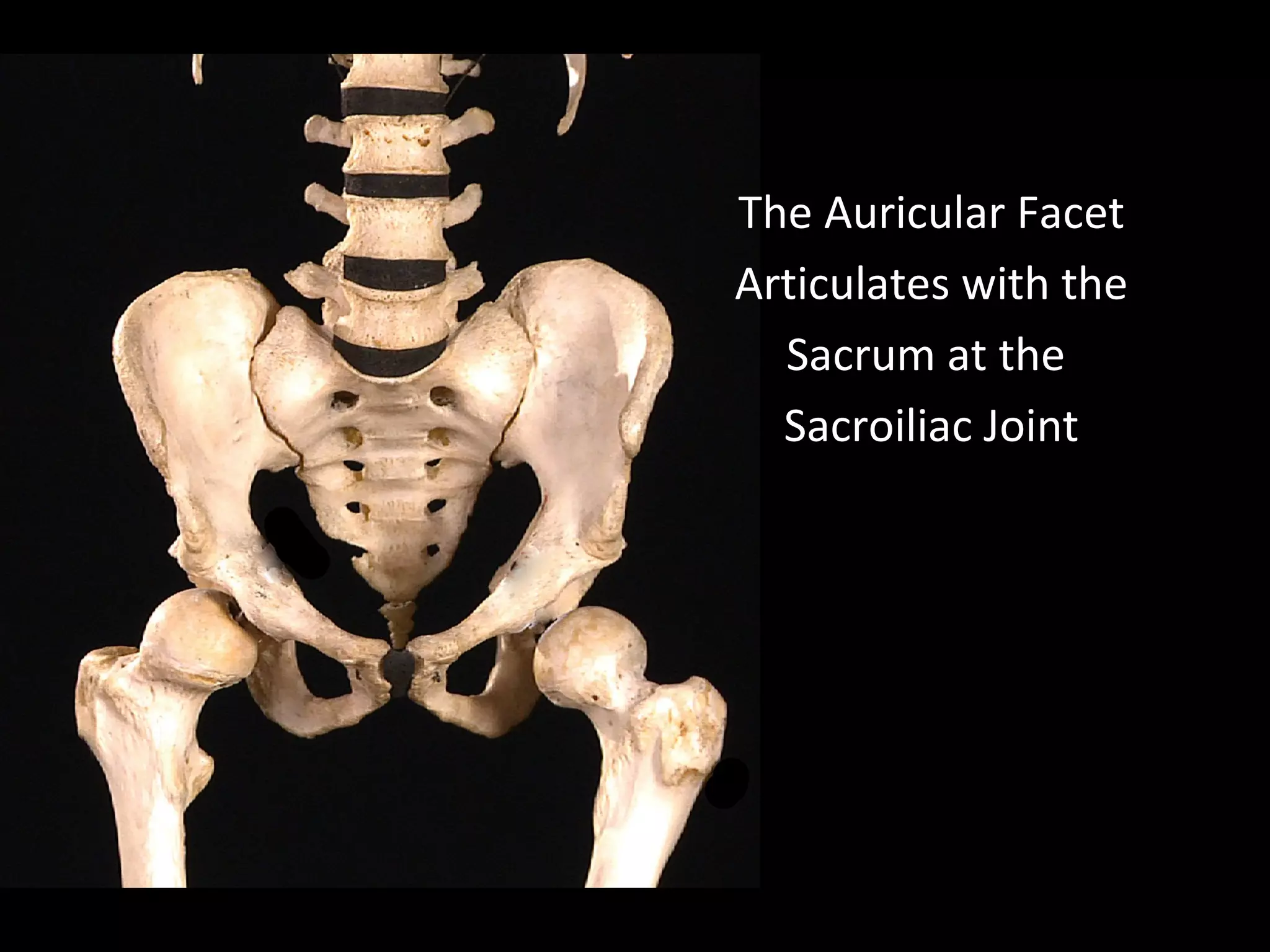 The Auricular Facet
Articulates with the
Sacrum at the
Sacroiliac Joint
 