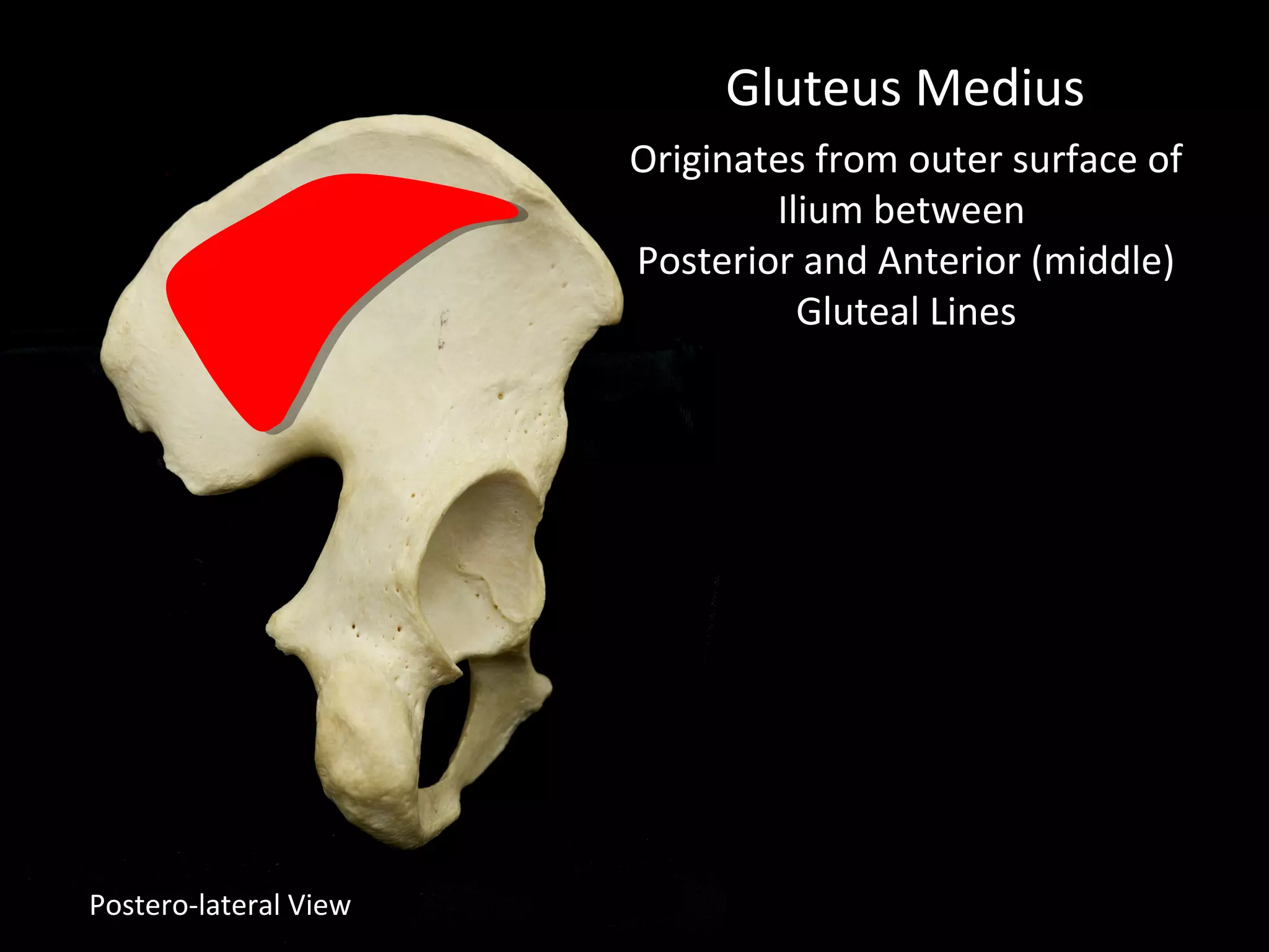 Postero-lateral View
Gluteus Medius
Originates from outer surface of
Ilium between
Posterior and Anterior (middle)
Gluteal Lines
 
