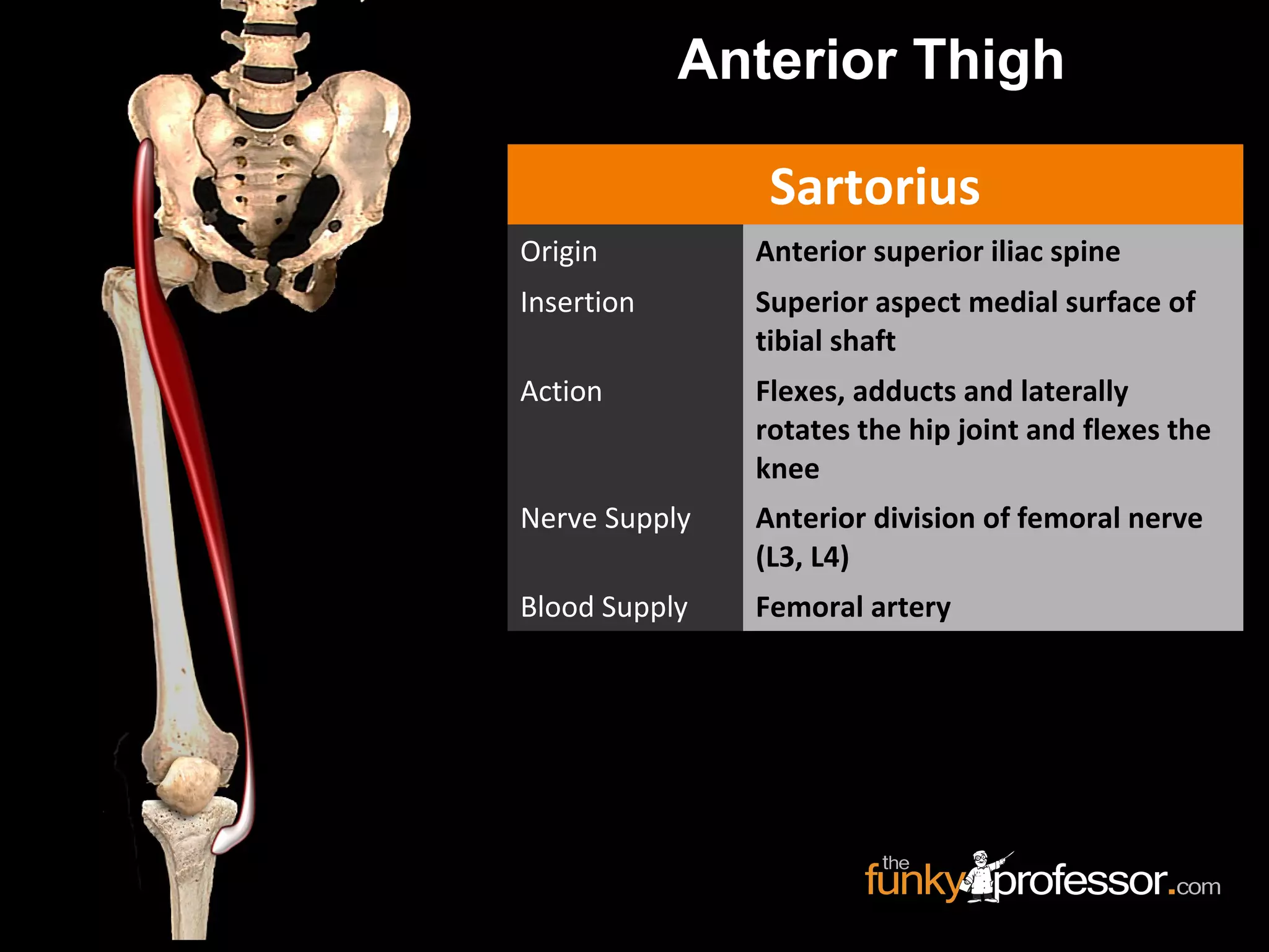 Sartorius
Origin Anterior superior iliac spine
Insertion Superior aspect medial surface of
tibial shaft
Action Flexes, adducts and laterally
rotates the hip joint and flexes the
knee
Nerve Supply Anterior division of femoral nerve
(L3, L4)
Blood Supply Femoral artery
Anterior Thigh
 