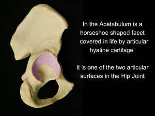 In the Acetabulum is a
horseshoe shaped facet
covered in life by articular
hyaline cartilage
It is one of the two articular
surfaces in the Hip Joint
 