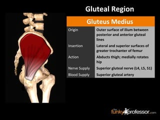 Gluteus Medius
Origin Outer surface of ilium between
posterior and anterior gluteal
lines
Insertion Lateral and superior surfaces of
greater trochanter of femur
Action Abducts thigh; medially rotates
hip
Nerve Supply Superior gluteal nerve (L4, L5, S1)
Blood Supply Superior gluteal artery
Gluteal Region
 