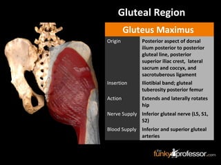 Gluteus Maximus
Origin Posterior aspect of dorsal
ilium posterior to posterior
gluteal line, posterior
superior iliac crest, lateral
sacrum and coccyx, and
sacrotuberous ligament
Insertion Iliotibial band; gluteal
tuberosity posterior femur
Action Extends and laterally rotates
hip
Nerve Supply Inferior gluteal nerve (L5, S1,
S2)
Blood Supply Inferior and superior gluteal
arteries
Gluteal Region
 