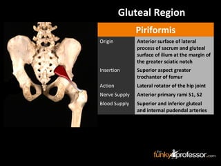 Piriformis
Origin Anterior surface of lateral
process of sacrum and gluteal
surface of ilium at the margin of
the greater sciatic notch
Insertion Superior aspect greater
trochanter of femur
Action Lateral rotator of the hip joint
Nerve Supply Anterior primary rami S1, S2
Blood Supply Superior and inferior gluteal
and internal pudendal arteries
Gluteal Region
 