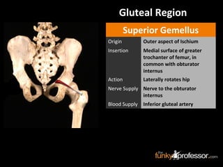 Gluteal Region
Superior Gemellus
Origin Outer aspect of Ischium
Insertion Medial surface of greater
trochanter of femur, in
common with obturator
internus
Action Laterally rotates hip
Nerve Supply Nerve to the obturator
internus
Blood Supply Inferior gluteal artery
 