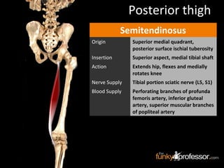 Semitendinosus
Origin Superior medial quadrant,
posterior surface ischial tuberosity
Insertion Superior aspect, medial tibial shaft
Action Extends hip, flexes and medially
rotates knee
Nerve Supply Tibial portion sciatic nerve (L5, S1)
Blood Supply Perforating branches of profunda
femoris artery, inferior gluteal
artery, superior muscular branches
of popliteal artery
Posterior thigh
 