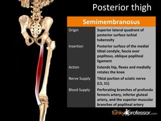 Semimembranosus
Origin Superior lateral quadrant of
posterior surface ischial
tuberosity
Insertion Posterior surface of the medial
tibial condyle, fascia over
popliteus, oblique popliteal
ligament
Action Extends hip, flexes and medially
rotates the knee
Nerve Supply Tibial portion of sciatic nerve
(L5, S1)
Blood Supply Perforating branches of profunda
femoris artery, inferior gluteal
artery, and the superior muscular
branches of popliteal artery
Posterior thigh
 