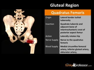 Gluteal Region
Quadratus Femoris
Origin Lateral border ischial
tuberosity
Insertion Quadrate tubercle and
adjacent bone of
intertrochanteric crest of
posterior aspect femur
Action Laterally rotates hip
Nerve Supply Nerve to the quadratus
femoris
Blood Supply Medial circumflex femoral
artery, inferior gluteal artery,
obturator artery,
 