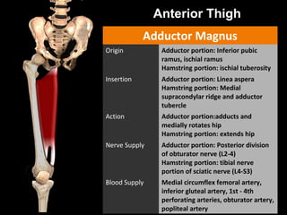 Anterior Thigh
Adductor Magnus
Origin Adductor portion: Inferior pubic
ramus, ischial ramus
Hamstring portion: ischial tuberosity
Insertion Adductor portion: Linea aspera
Hamstring portion: Medial
supracondylar ridge and adductor
tubercle
Action Adductor portion:adducts and
medially rotates hip
Hamstring portion: extends hip
Nerve Supply Adductor portion: Posterior division
of obturator nerve (L2-4)
Hamstring portion: tibial nerve
portion of sciatic nerve (L4-S3)
Blood Supply Medial circumflex femoral artery,
inferior gluteal artery, 1st - 4th
perforating arteries, obturator artery,
popliteal artery
 