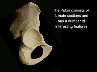 The Pubis consists of
3 main sections and
has a number of
interesting features
 