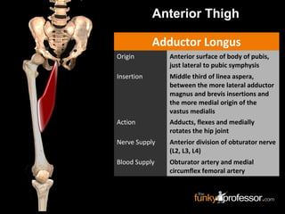 Adductor Longus
Origin Anterior surface of body of pubis,
just lateral to pubic symphysis
Insertion Middle third of linea aspera,
between the more lateral adductor
magnus and brevis insertions and
the more medial origin of the
vastus medialis
Action Adducts, flexes and medially
rotates the hip joint
Nerve Supply Anterior division of obturator nerve
(L2, L3, L4)
Blood Supply Obturator artery and medial
circumflex femoral artery
Anterior Thigh
 